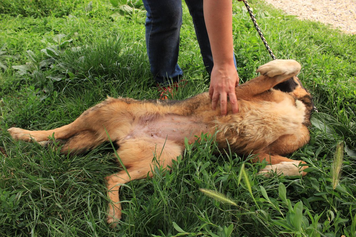 ProDogRomania's tweet photo. LUCIA....
So eine Nette 💗
Sie hat die kurze Zeit ausserhalb der vetkennels so sehr genossen und sich sofort im Gras gewälzt.
Eine ganz liebe, sehr verschmuste, verträgliche Hündin

💟Hündin
💟~2 Jahre
💟50cm
🌻https://t.co/OanmQrPVMc
📧info@prodogromania.de
#AdoptDontShop #Hunde https://t.co/OCC1X5yAq4