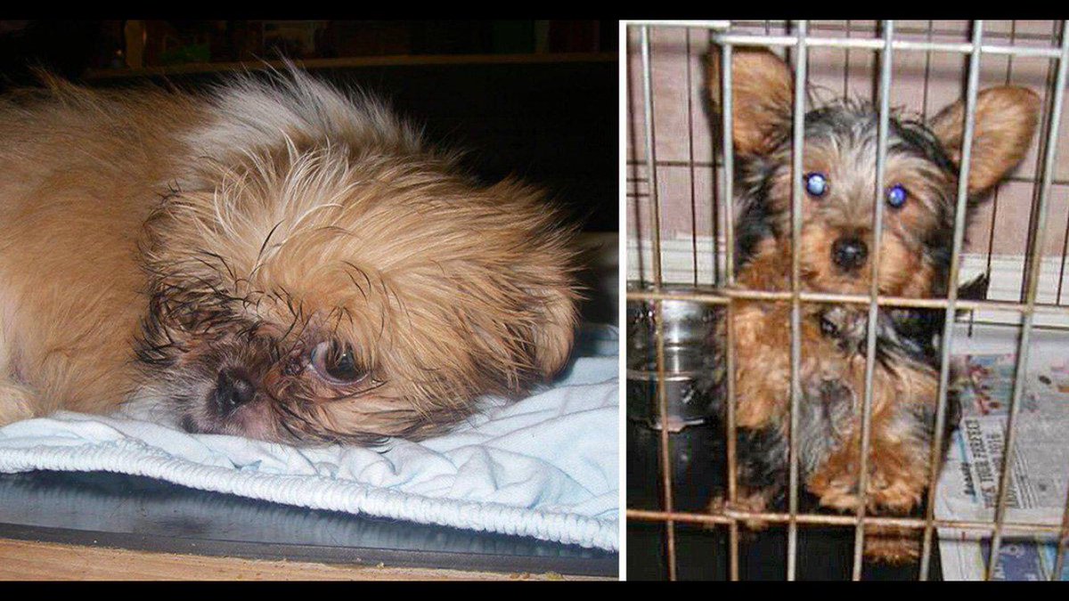 pupaid's tweet photo. 'Puppy seller jailed after flogging sick &amp; dying imported pets to animal lovers' More: https://t.co/5ORPOu3vPS #LucysLaw #wheresmum #adopt https://t.co/PmvyGR7aGe