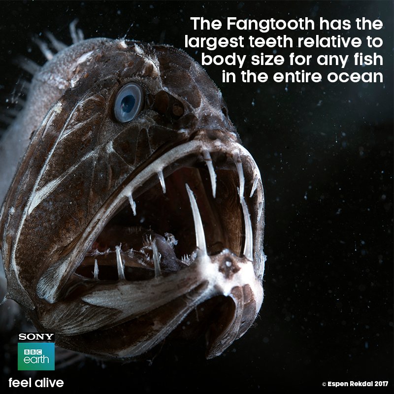 SonyBBCEarth's tweet photo. Our oceans are a fascinating and mysterious habitat. And its inhabitants, even more so!
Watch these stories and fall in love with our oceans with #BluePlanet2AtPVR.
Book your @_PVRCinemas tickets here:
https://t.co/YZHnbcjdXN https://t.co/EJT3Vb3FEx