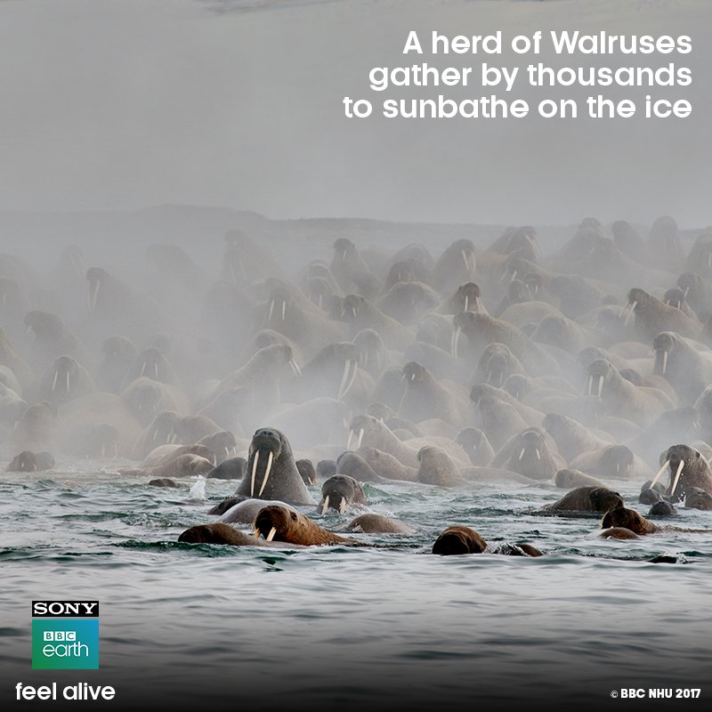 SonyBBCEarth's tweet photo. Our oceans are a fascinating and mysterious habitat. And its inhabitants, even more so!
Watch these stories and fall in love with our oceans with #BluePlanet2AtPVR.
Book your @_PVRCinemas tickets here:
https://t.co/YZHnbcjdXN https://t.co/EJT3Vb3FEx