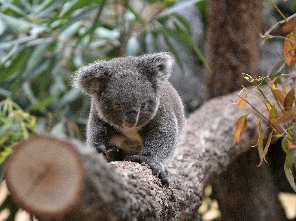 ট ইট র 都築英哲 頑張っているコアラ 小さなコアラを眺めていると遥かオーストラリア ユーカリの森に想いを馳せてしまいます きっとみんなこうしてそっと儚く頑張って暮らしているんでしょうね 子供のコアラ 今頃なら埼玉のシャインにならお住まいの場所