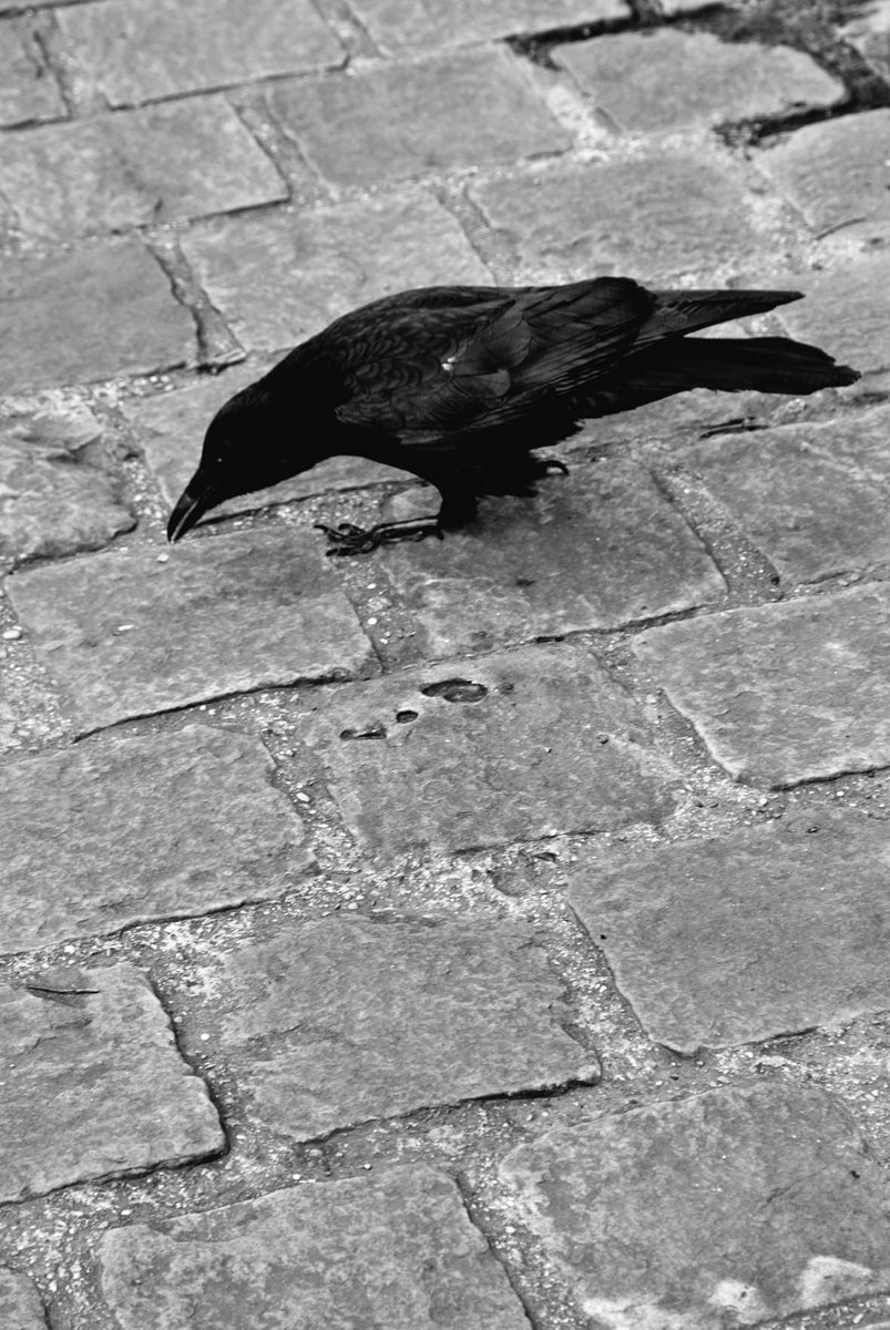 Promenades Urbaines tweet media