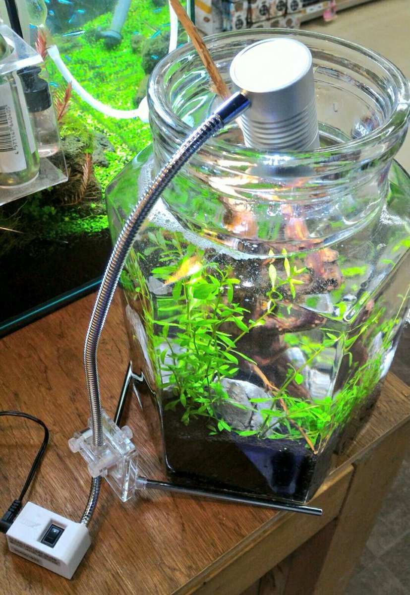 アミーゴ大町店 アクア V Twitter 六角ボトル水槽は約6リットル入ります O ライトを設置して水草 を育ててみましょう Gex リーフグロー は水槽にも取り付け可能でおすすめです Gex リーフグロー