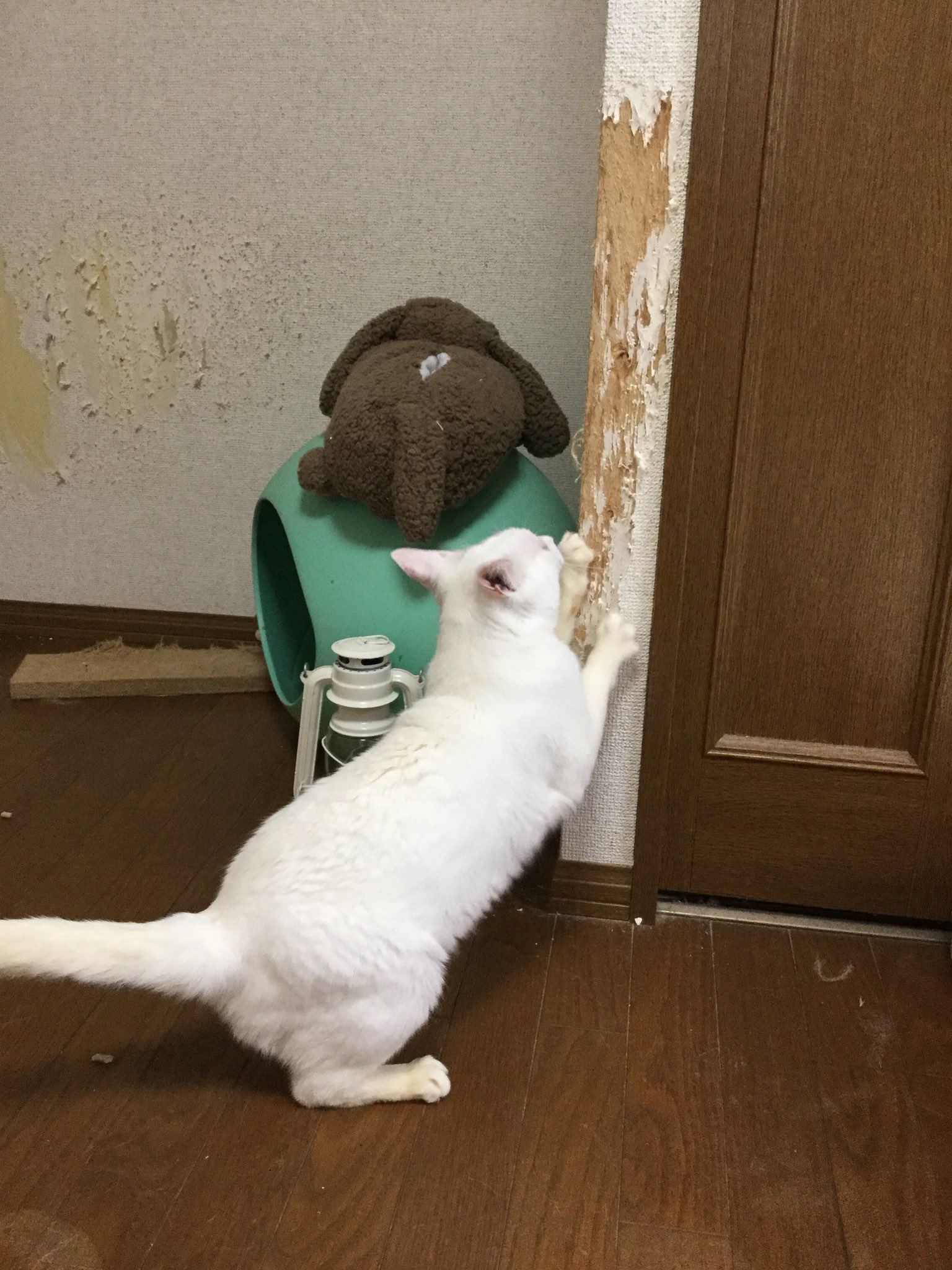 壁で爪とぎ Twitter Search Twitter