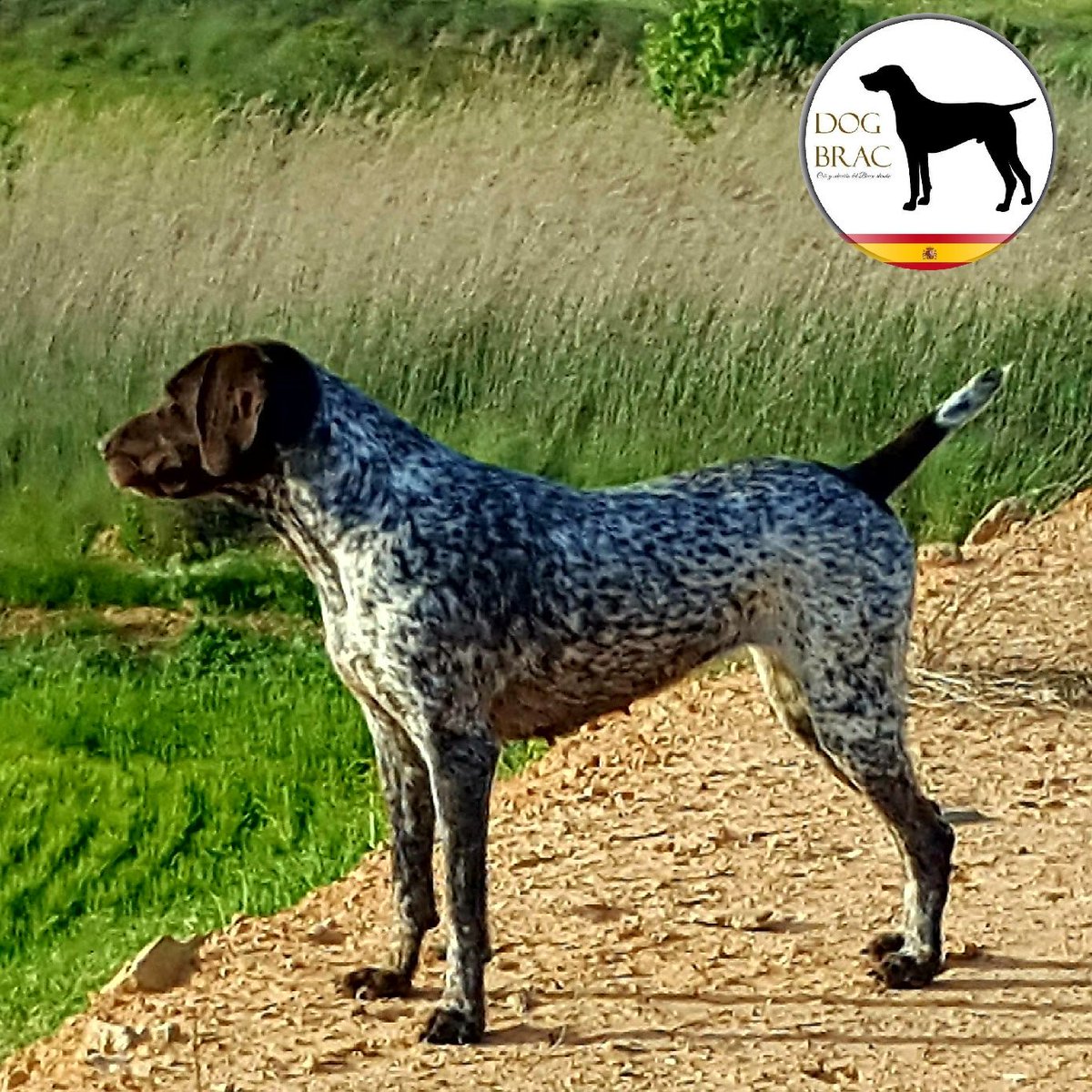 Alberto Martinez (@dogbrac) on Twitter photo 