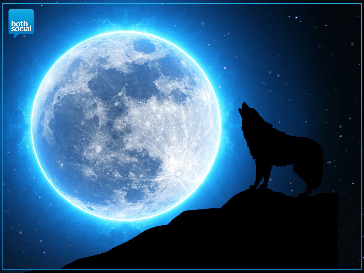 Both Social en Twitter: "Alle weerwolven opgelet! Vanavond is het weer volle maan. We hebben het even gecheckt bij Both zijn er geen weerwolven. #vollemaan #weerwolf https://t.co/t0lL0UZYCy" / Twitter