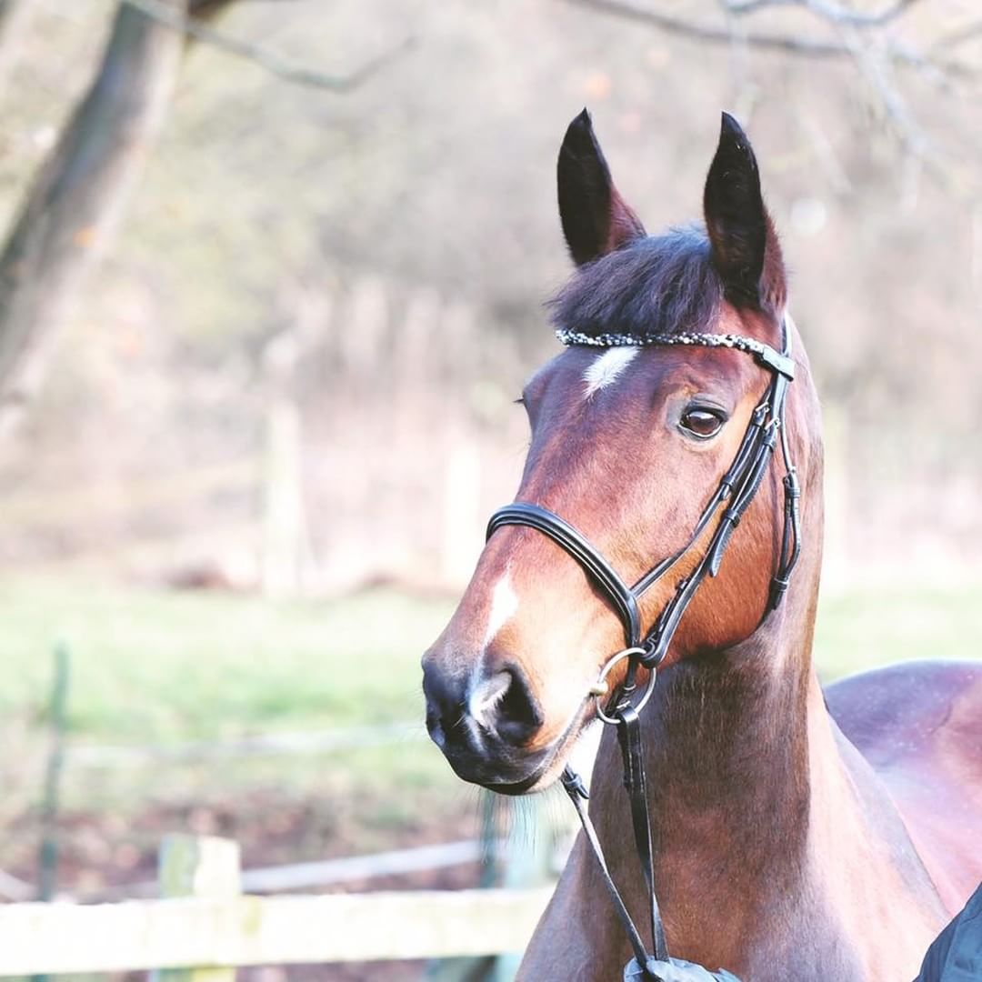 Handsome Nico in his twisted pearl browband! One of our first browbands you can hand shape into the... dlvr.it/QVV4vh
