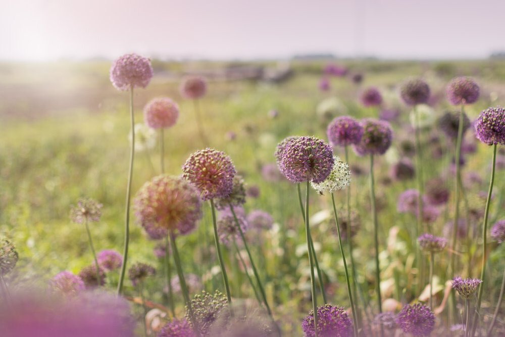 Festival Poldergeest in de Flevopolder en Elburg. Alle deelnemers en bezoekers bedankt!

facebook.com/media/set/?set…