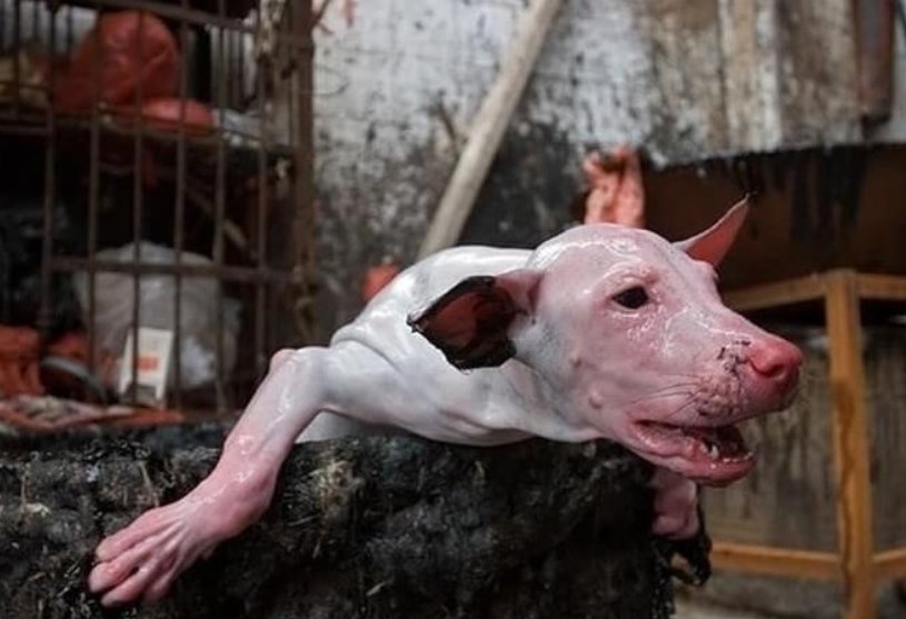 Protect_Wldlife's tweet photo. Please Sign &amp; RT: Ask Chen Wu, Chairman Of Guangxi to PLEASE Stop The #YulinDogMeatFestival NOW!  https://t.co/mqFu6Rx3kt via @UKChange

#CompassionOverCruelty ❤ https://t.co/zHrhChwmm3
