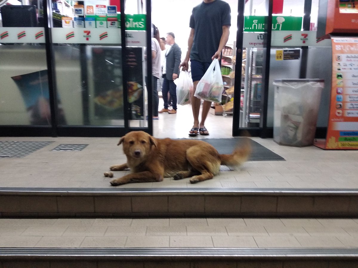 尻尾のない犬 おじさんとおばさんにつみれ団子をもらっていたコンビニ犬 おじさんが ロンっていうんだよ って教えてくれた タイの野良犬の名前でいちばん多いのはきっとロンだと思う 英語の男性の名前のronではなくて タイ語のหลง Long 迷う