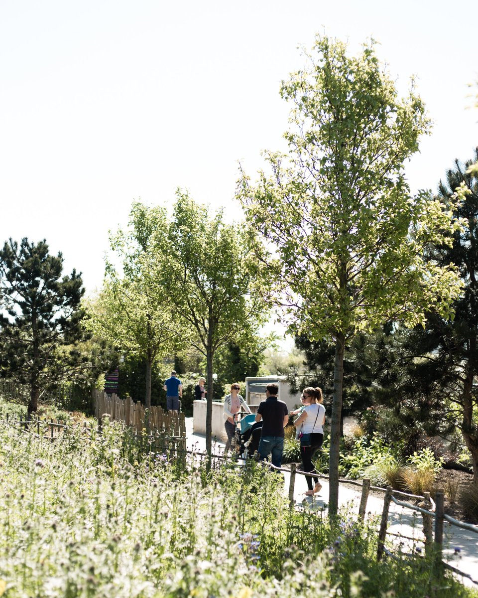 buy The Text of the New Testament: Its