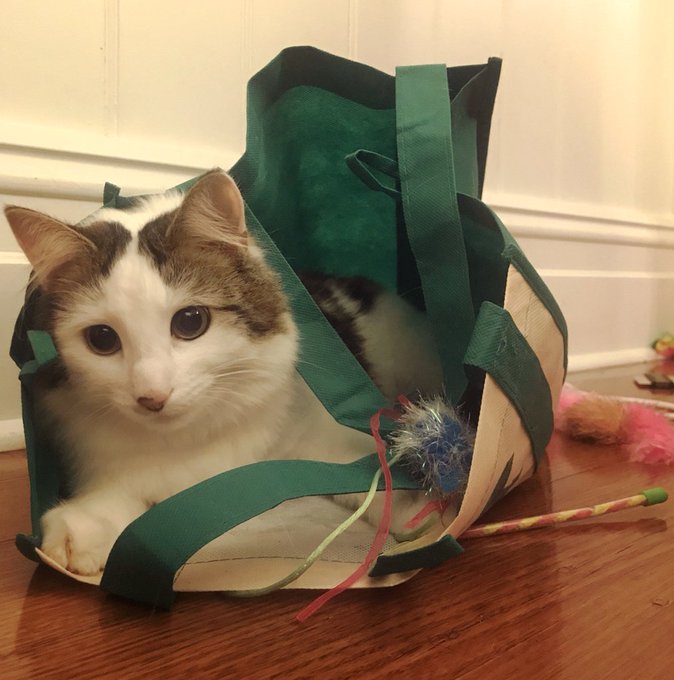 I told Floof about my Jeff Goldblum plan and she ran off and put herself inside a bag. WHAT DOES THIS<a href="/tag/wimbledon"class="tags"><span>#wimbledon</span></a><a href="/tag/trippadoo"class="tags"><span>#trippadoo</span></a><a href="/tag/downinfront"class="tags"><span>#downinfront</span></a>