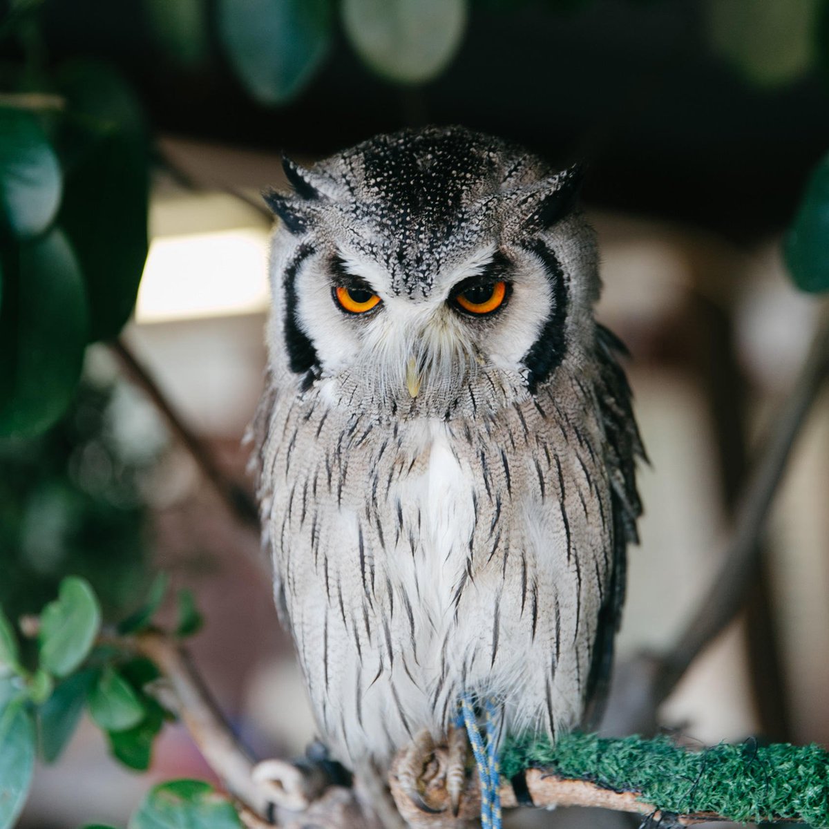 SpierWineFarm's tweet photo. Our birds of prey keep the farm’s ecosystem in balance, making it possible to naturally control pests, without pesticides. Meet them up close and personal. #eagleencounters #growingforgood https://t.co/4j1M369CQi