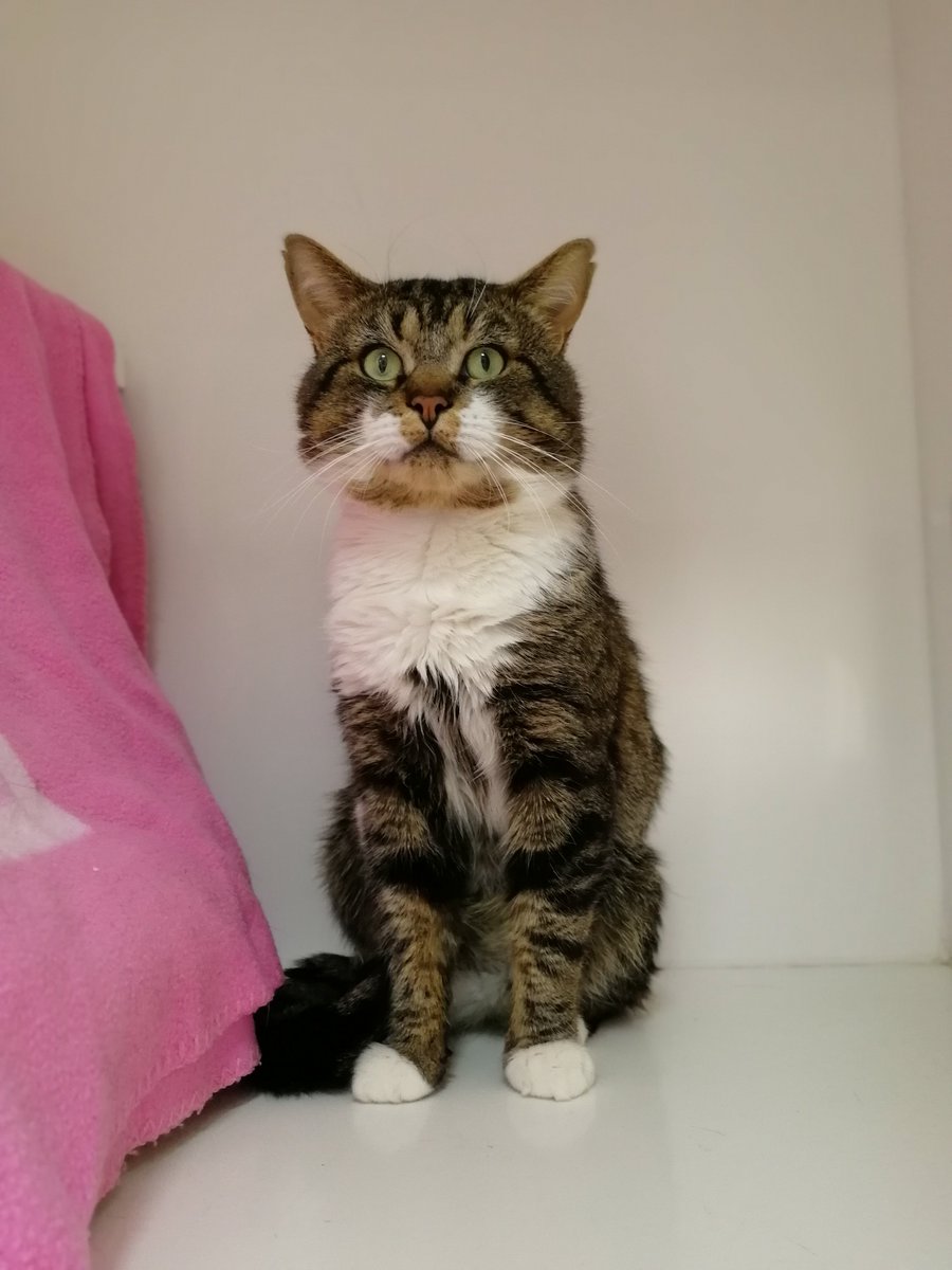 RSPCA Southport tweet media