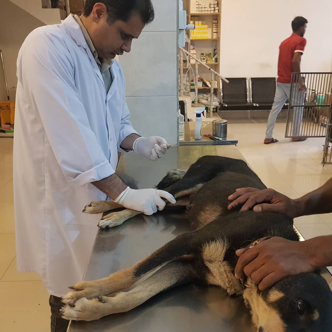 HWOAnimalRescue's tweet photo. Hello's Update !
Hello is not well, Treatment is going on. Please keep your dogs hydrated and put water outside for dogs like hello.
You can donate for rescues at PayPal: helpwelfareorg.pk@gmail.com
#StrayDogsOfPakistan #SaveStrays #DogRescue https://t.co/3cVPys4YzZ