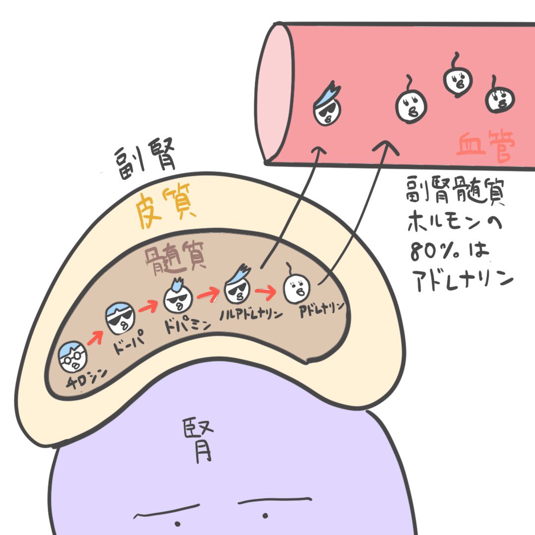 副腎髄質ホルモン
