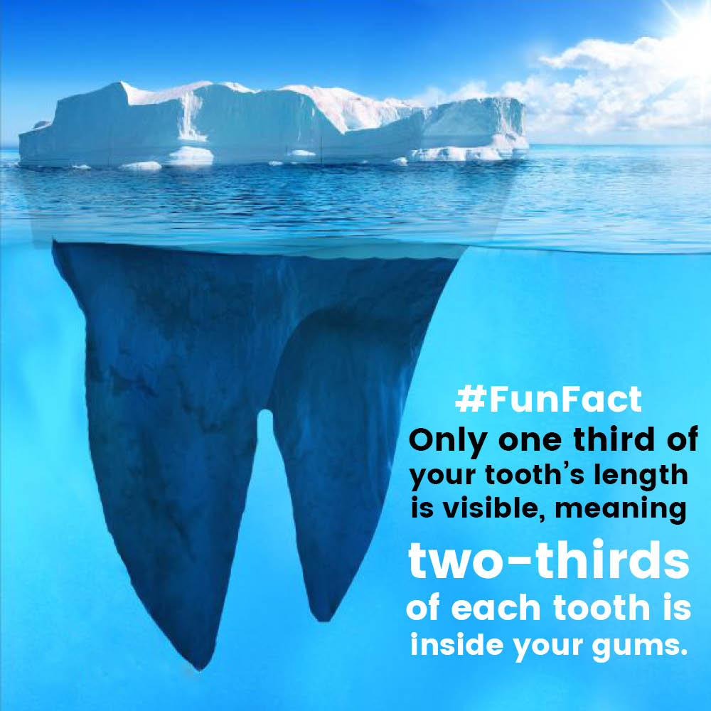 #FactFun Only one third of your tooth's length is visible, meaning two-thirds of each tooth is inside your gums. #dentistryfacts #Guernsey