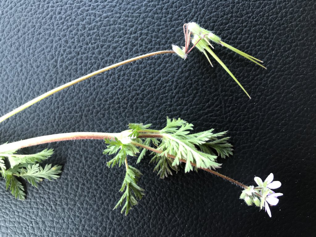 MariekePatton's tweet photo. #Storksbill - check out the seed pods - how it got its name! Thanks for the weed ID help @cowbrough #Scout18 https://t.co/7fmQMob80z