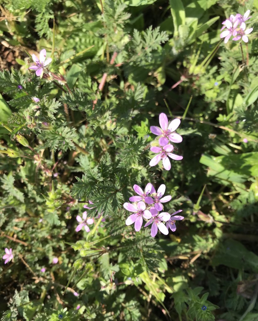 MariekePatton's tweet photo. #Storksbill - check out the seed pods - how it got its name! Thanks for the weed ID help @cowbrough #Scout18 https://t.co/7fmQMob80z