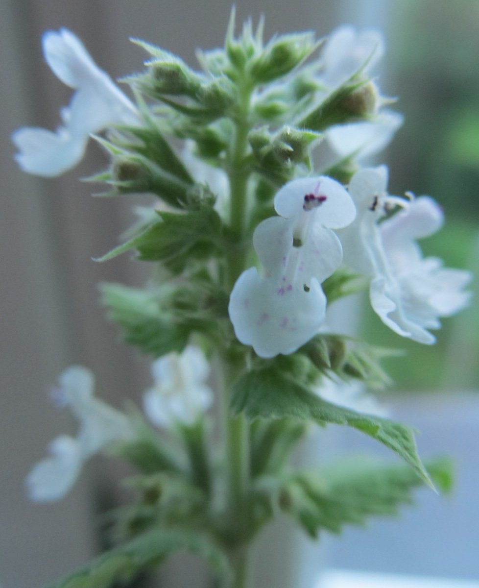 Ciurlis's tweet photo. #White #blossom #Cat #Mint / #Katze #Minze | #Nepeta #cataria 🐱🐱🐱🌿🌼
F 3.4 | exp. 1/25 sec. | ISO 400 https://t.co/9VMejw5mmH