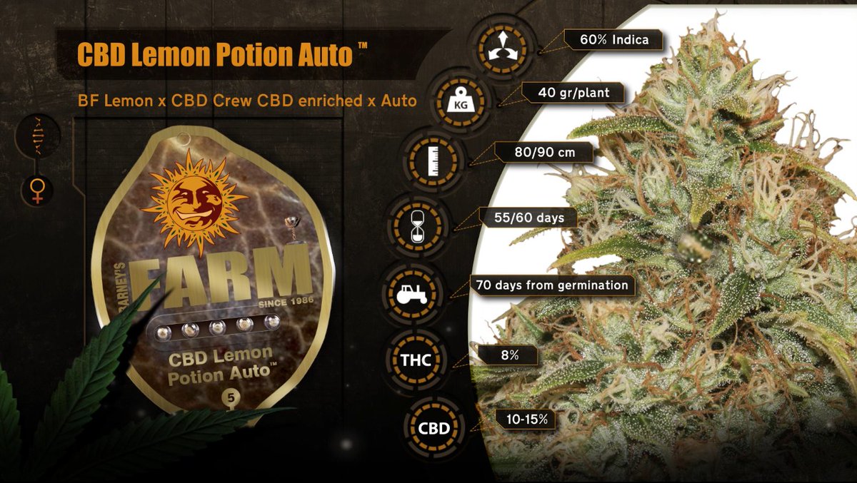 BarneysAms's tweet photo. STRAIN OF THE WEEK!!
#CBDLEMONPOTIONAUTO - #teambarneys #strainoftheweek is here. Get some now!
https://t.co/6BdmKru6rk
Barneys Farm and CBD Crew breeders got together to create a champion autoflowering CBD enriched strain!
#weed #weedlove #420life #420photography #420smoker https://t.co/C4HovMpAN0