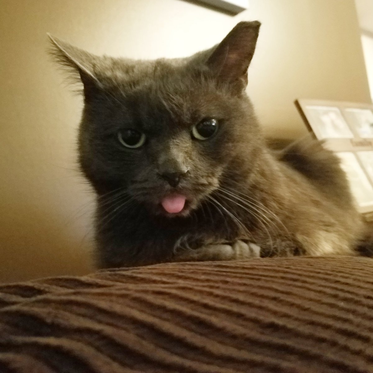 KJonair's tweet photo. It may feel like Monday but it's actually Tongues Out Tuesday! 😛 #DailyGrayson @kjscats #cats https://t.co/N6ciT7Auvk