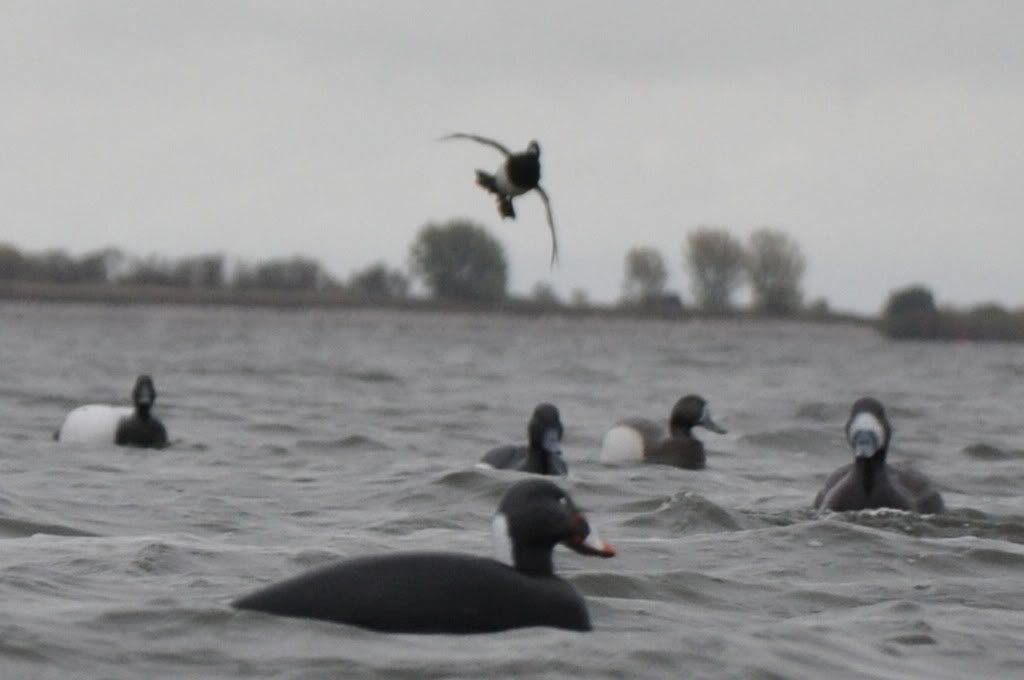 Incoming, love to see birds working the deks!
• • •
#southernfowler #cupped #cominginhot #decoy #blocks #waterfowlphotography #duckphotography #diverducks #ringneck #duckhunting #waterfowllifestyle #cutem