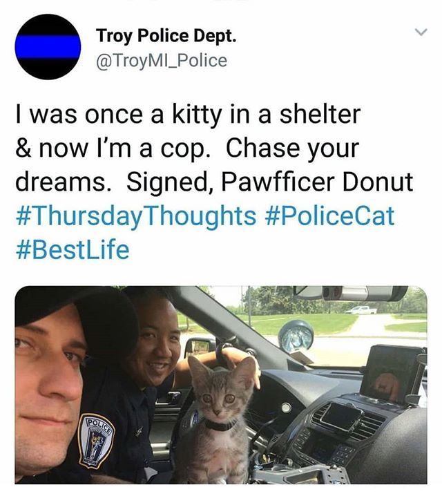 mashelcouture's tweet image. Pawfficer Donut, take my heart &amp;amp; all my laughs, please #bestlife #fromaconcretebox #tothis #inspiration #dreamchaser #rebatuesday ift.tt/2kwbpbq