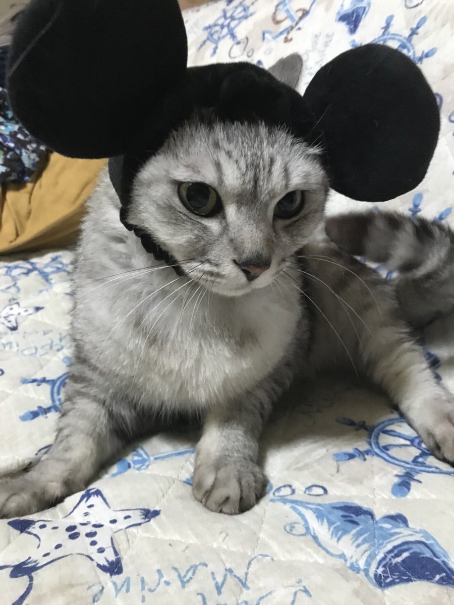 ぴま در توییتر 僕ミッキーだよ 猫 にゃんこ 猫被り物 猫カチューシャ Disney ディズニーお土産 ミッキー 猫 可愛い