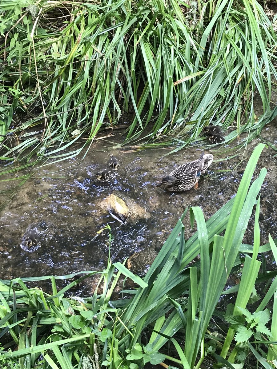 Babies <a href="/DurrellWildlife/">Durrell Wildlife Conservation Trust</a> today 🐒 🦆
