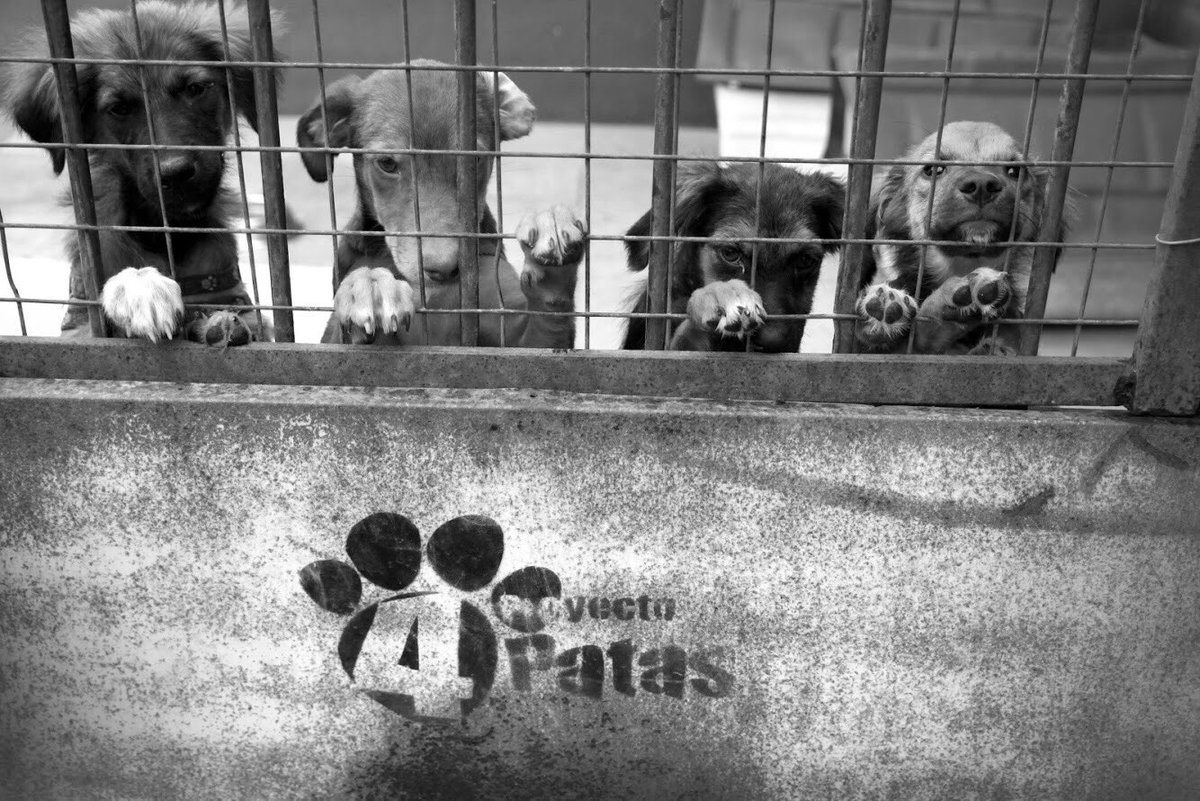 Proyecto 4 Patas tweet media