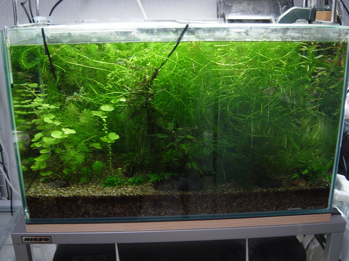 Marsh 51cm水槽用のグレートモスを量産するためにレイアウトが崩壊してしまった60cmダッチ風水草水槽ですw これから全てのグレートモスを取り出して51cm水槽に移すのでスッキリしそうです これほどジャングルだとプンティウス ゲリウスが自然繁殖して Marsh 51cm水槽用のグレートモスを量産するためにレイアウトが崩壊してしまった60cmダッチ風水草水槽ですw これから全てのグレートモスを取り出して51cm水槽に移すのでスッキリしそうです これほどジャングルだとプンティウス ゲリウスが自然繁殖して