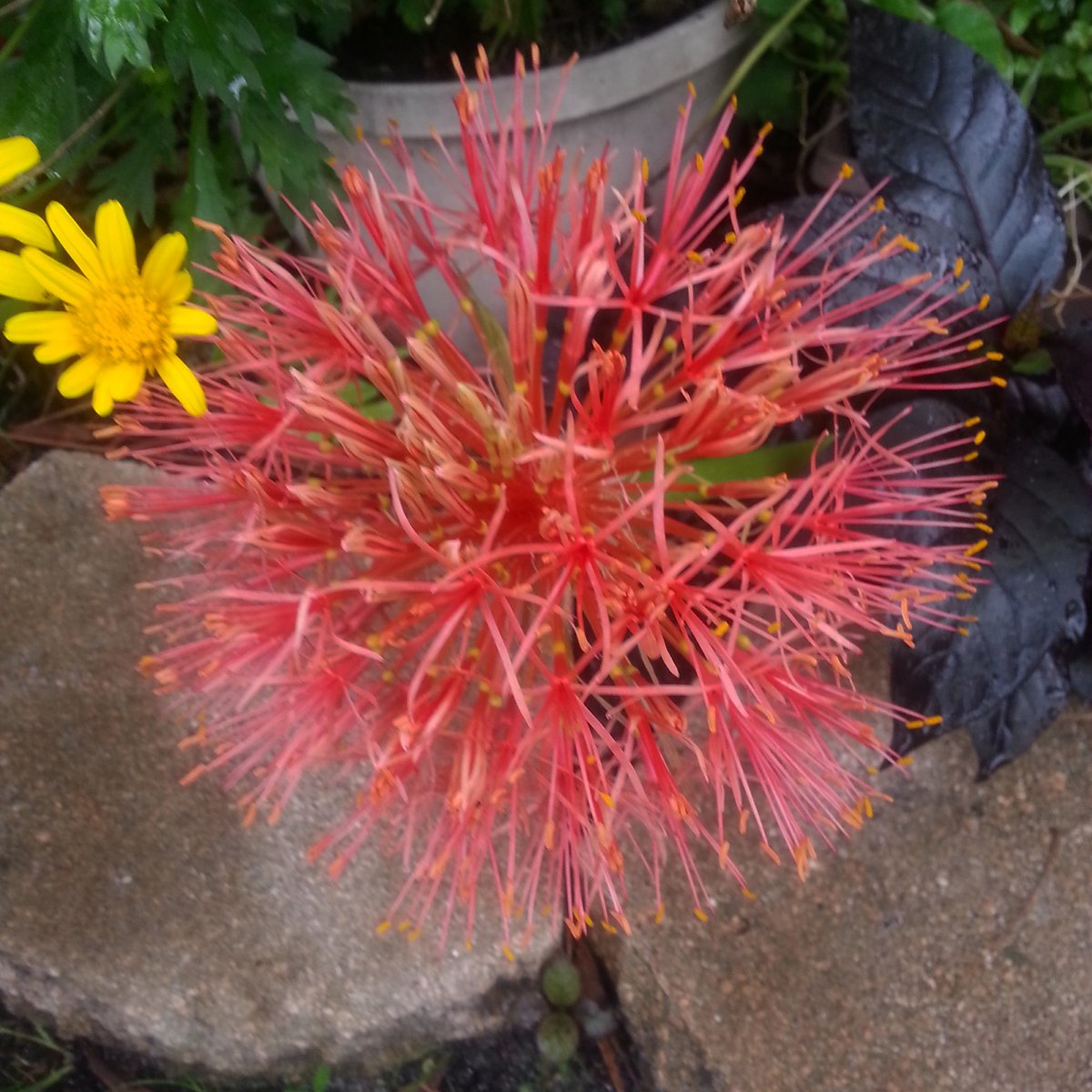 natvrd's tweet photo. #garden #bloodylily #tropicalgarden https://t.co/CV6aa3bFD4