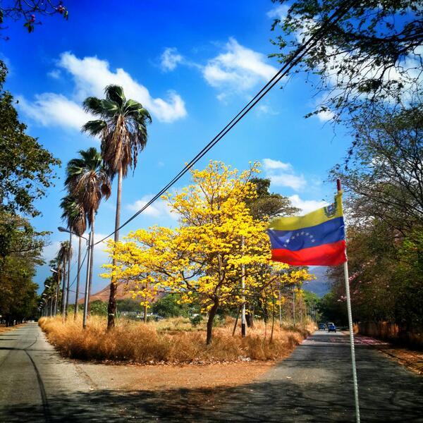 #TalDiaComoHoy #29M de 1948 el Araguaney es Declarado Árbol Nacional ow.ly/iwVL30k4duH