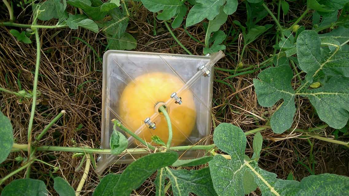 PetaniRasional's tweet photo. Keknya mo berhasil sob. Ini gampang kok cm dipasang doank di buah semangka, saat pemasangan cetakan buah jng trlalu kecil &amp; jng kegedean nanti gk muat di cetakan. Lumayan ini untuk hiasa meja saat lebaran nanti. https://t.co/UCEZ6Xf8y0