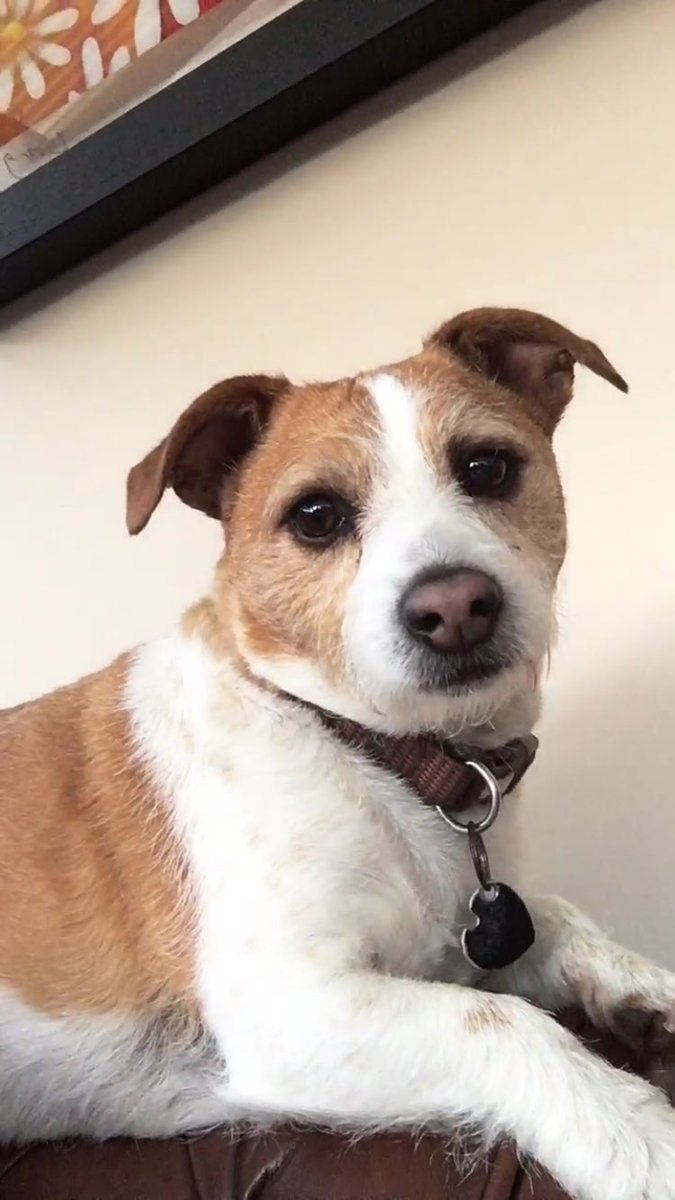Tailofthegrange's tweet photo. Our star of the day ⭐️ Have you reached the chapter yet that this little lady inspired? No???? Then get to amazon and order your copy today! #JackRussellTerrier #tailsofthegrange #amazon #kindle #dogs #children #goodreads https://t.co/JBUxq1yB7F