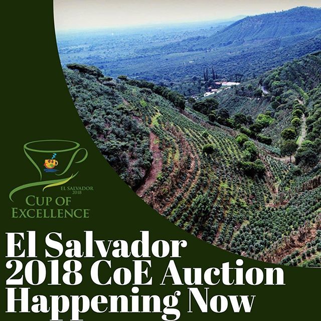 cupofexcellence's tweet photo. Watch our El Salvador 🇸🇻 COE auction LIVE!! Follow the link in our bio to join in ☕️ 👏 ⠀⠀⠀⠀⠀
- ⠀⠀⠀⠀
-⠀⠀⠀⠀⠀
#specialtycoffee #coffeeauction #coffeegram #cupofexcellence #ElSalvadorcoffee #specialtycoffeeauction #coffeeroasters https://t.co/JHE86iqXP6 https://t.co/84wdodxMOw
