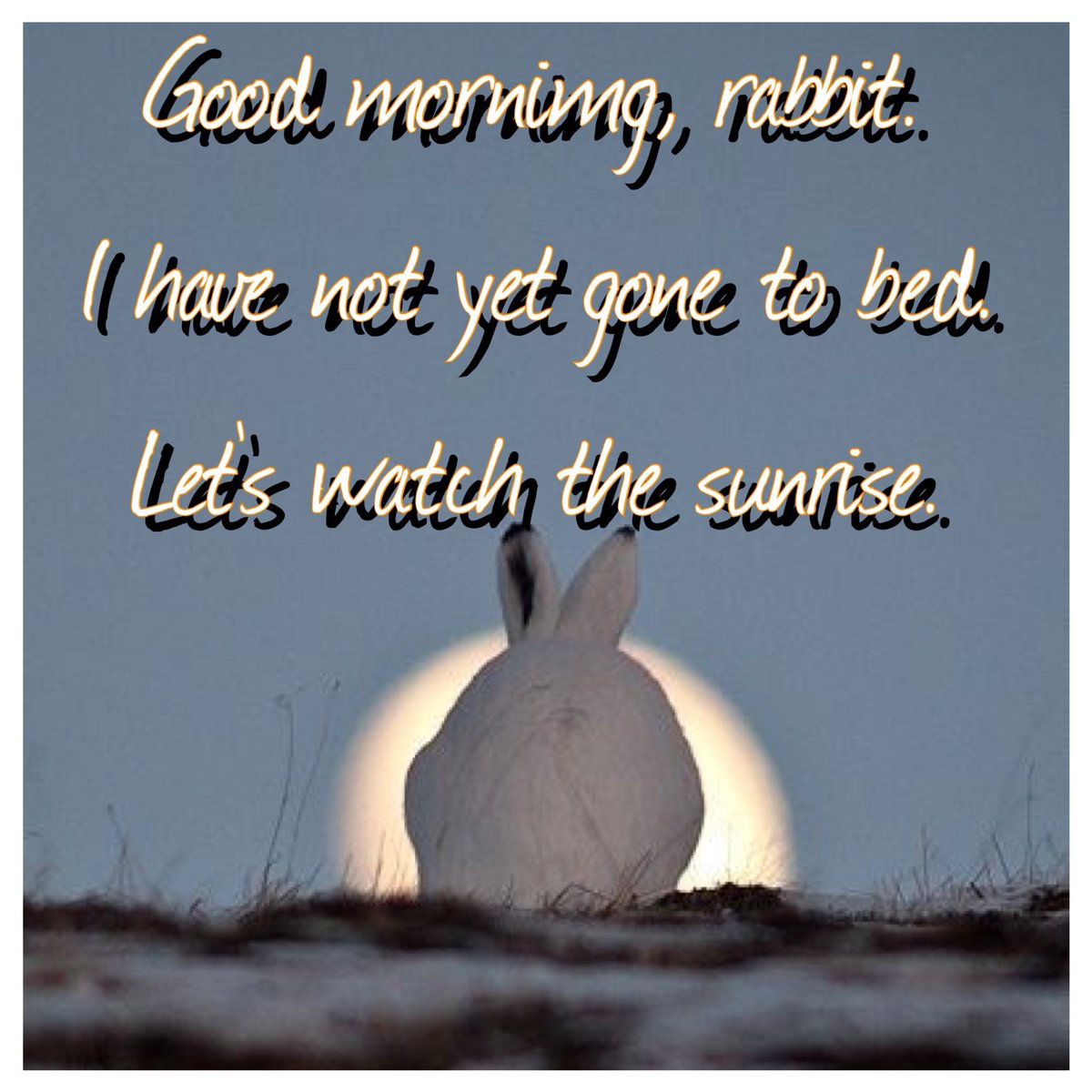 therabbitgeisha's tweet photo. #HouseRabbit https://t.co/ZpzM3Pde5A