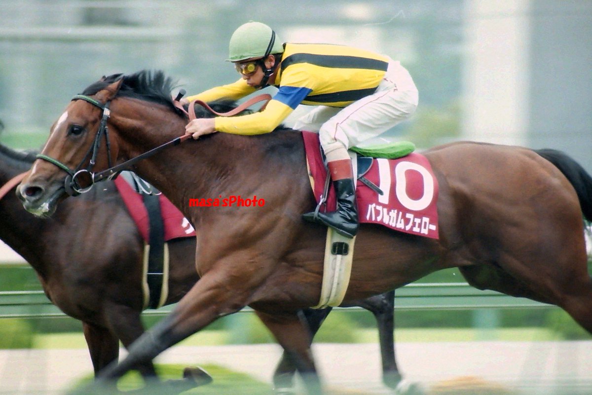 バブルガム フェロー