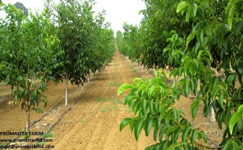 PromasterTarim's tweet image. - Ceviz ağaçları ilkbaharda gelişim döneminde başlar ağustos ortalarına kadar sulanır
- İhtiyaç duyulan gübre verilirken,
- Meyve iriliği misket büyüklüğündeyken,
- Meyve içlerini doldururken,
- Hasattan 15 gün önce.
- Budamalardan sonra