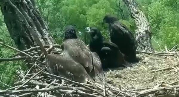 teacher_sutton's tweet photo. The eagles are getting big! Mom eagle is really busy bringing fish to keep 3 growing “teens” fed! The young eagles are learning to self feed and are flapping and stretching their wings. @SMESBelleville @keelybrown_ https://t.co/7NgsS3F0Gm