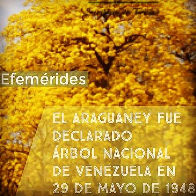 JDB__BOLIVAR's tweet photo. #JovenesDelBarrioIlustra 

Araguaney Albol Nacional De Venezuela 

Cuida el planeta y las especies que lo habitan, así preservaremos la vida.

@JovenDelBarrio #AndamosEnOtra https://t.co/uapJtxTC6Q