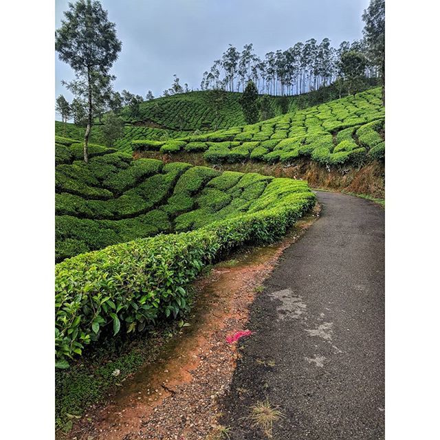 #greenery #nature #greenerywedding #greeneryscenery #naturephotography #photography #greenerynsy #greenerylove #mountains #teaestate #teaestates #travel #tea #teaestatesindia #india #teaestatelife #munnar #hills #hillstation #keralaphotography #kerala #k… ift.tt/2GZ3Q5O