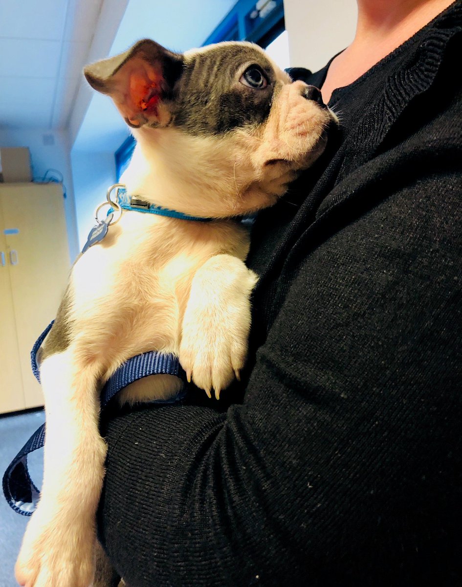 iObserve_App's tweet image. Our new office pup #bostonterrier #puppy #cutie