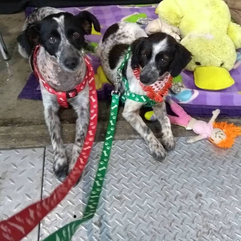 Madre e hija abandonas, por ahora en hogar temporal, necesitan ser adoptadas idealmente juntas ya que son inseparables. Interesados llamar a Gabriela al +56979844357. Favor RT!
