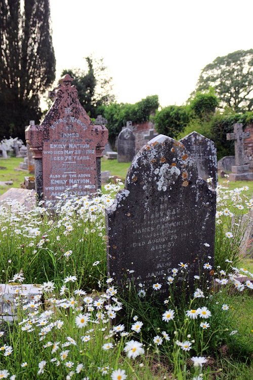 Susan Branch Luscious