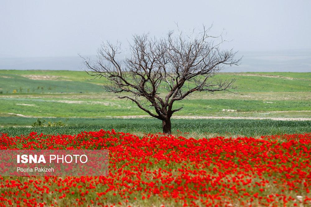 ISNAMEDIA's tweet photo. #ایران_زیباست ؛ 
دشت گل‌های شقایق
In Iran, floral anemone is found mostly in the provinces of the Caspian, Azarbaijan, Chaharmahal and Bakhtiari, Khuzestan, Kerman and Fars provinces.

https://t.co/PKvDMF0KJz

#Iran #tourism #ایران https://t.co/m4i3erRUBM