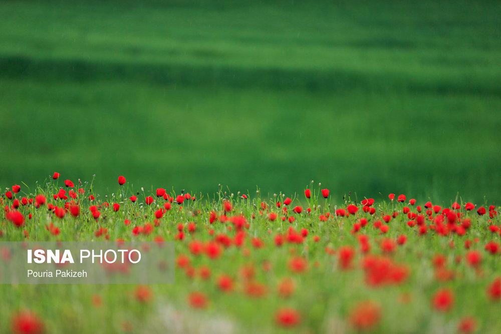 ISNAMEDIA's tweet photo. #ایران_زیباست ؛ 
دشت گل‌های شقایق
In Iran, floral anemone is found mostly in the provinces of the Caspian, Azarbaijan, Chaharmahal and Bakhtiari, Khuzestan, Kerman and Fars provinces.

https://t.co/PKvDMF0KJz

#Iran #tourism #ایران https://t.co/m4i3erRUBM