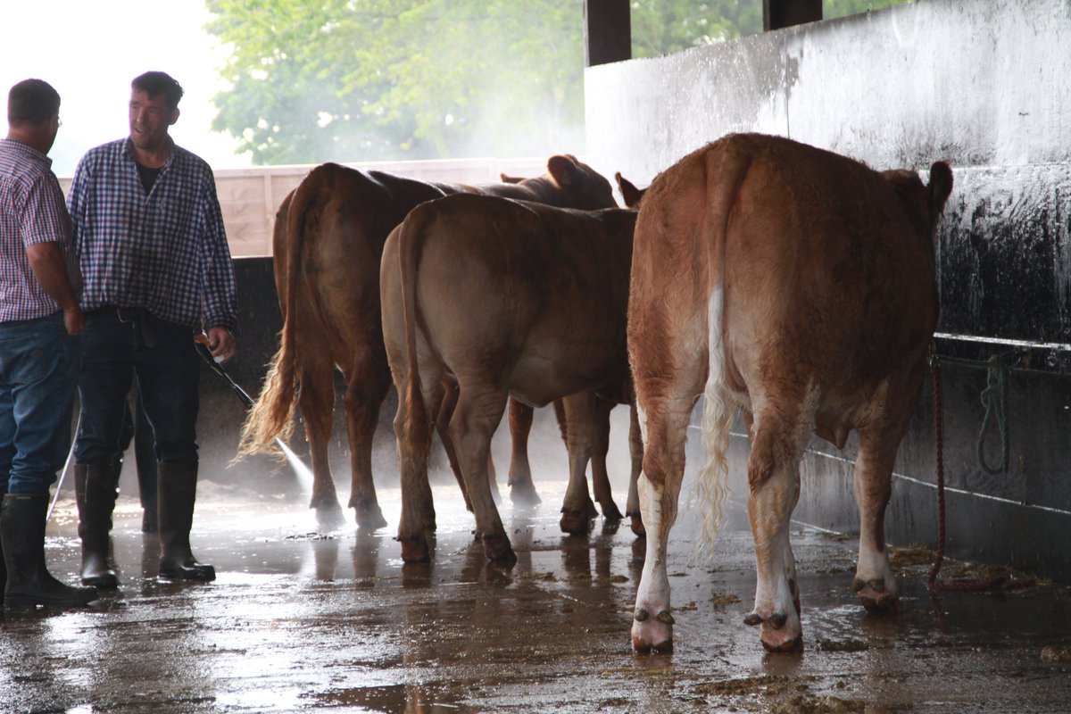 Suffolk Show tweet media