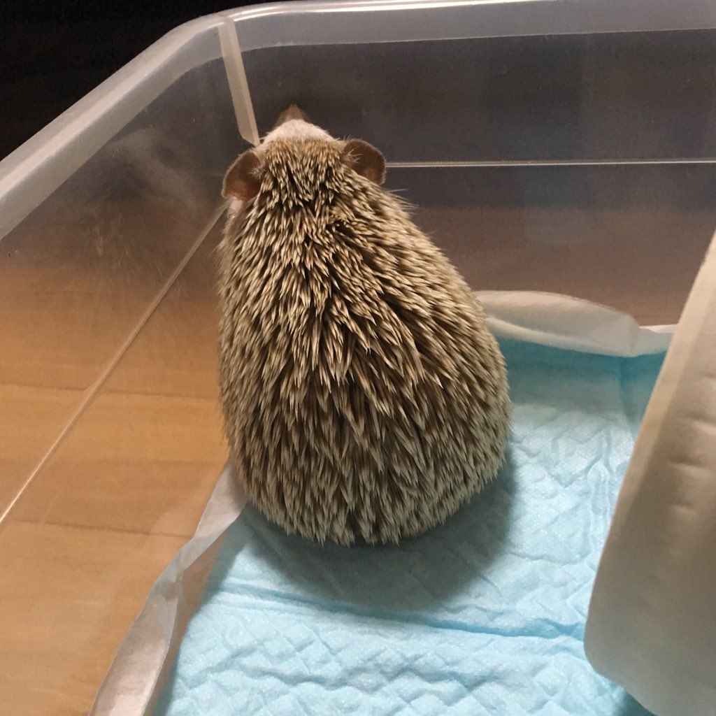 qefpyn's tweet photo. どこみてるの、あめちゃん❤️
黄昏てるのかな〜（笑） https://t.co/YHTB7aO9zP